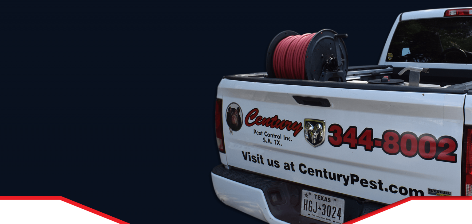 Picture Gallery Century Pest